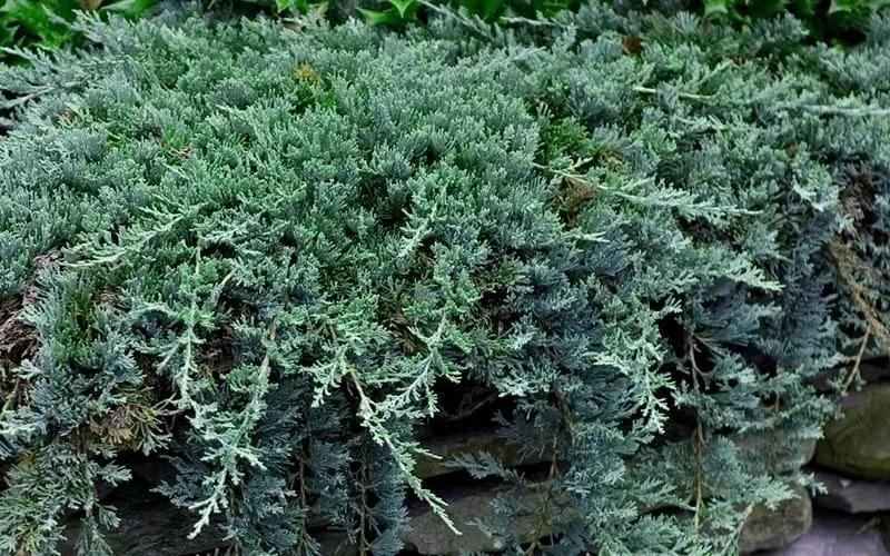 Henyeboróka 30cm „Juniperus horizontalis Wiltonii”