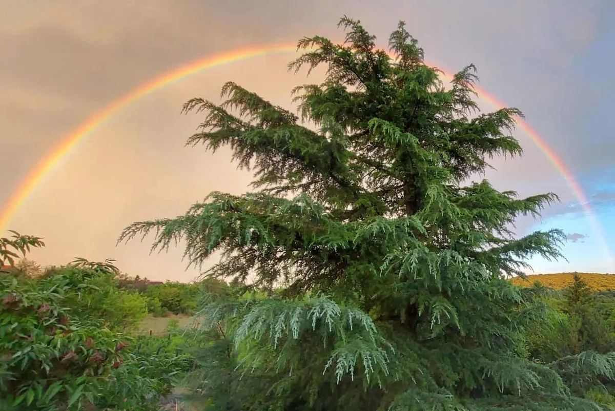 Himalájai Cédrus 100cm „Cedrus Deodara”