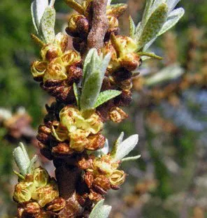 Homoktövis porzó „Andros” 30-40cm „Hippophae Rhamnoides Andros”