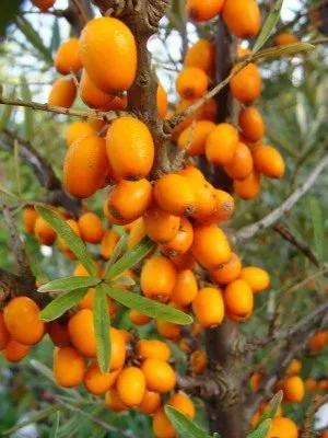 Homoktövis termő „Clara” 30-40cm „Hippophae Rhamnoides Clara”