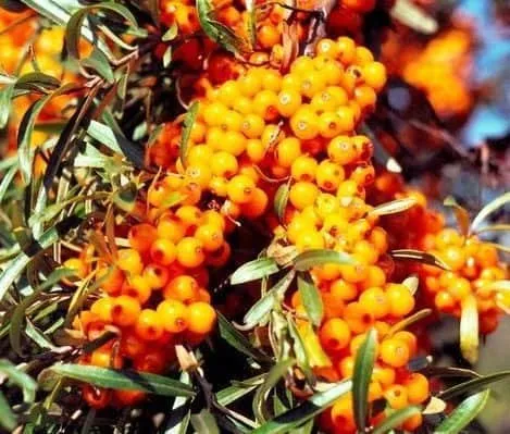 Homoktövis termő „Frugana” 30-40cm „Hippophae Rhamnoides Frugana”