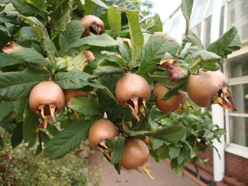 Naspolya „Holland óriás” 150cm (Konténeres)