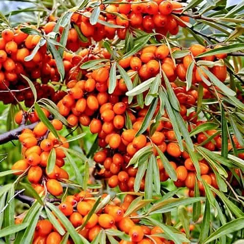 Homoktövis ÖNTERMÉKENY „Friesdorfer Orange” 30-40cm „Hippophae rhamnoides”