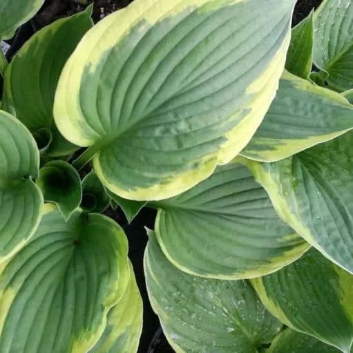 Árnyékliliom „Aureomarginata” 20cm „Hosta”