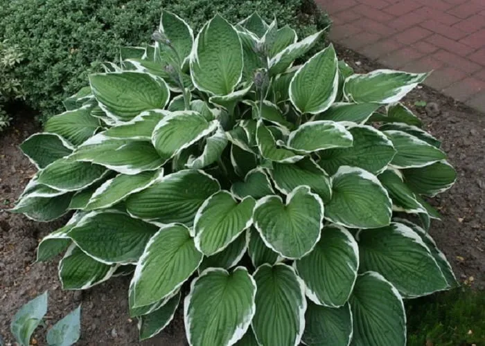 Árnyékliliom „Francee” 20cm „Hosta”