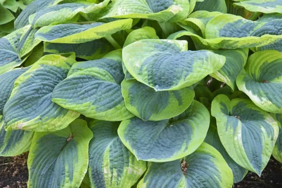Árnyékliliom „Frances Williams” 20cm „Hosta sieboldiana”
