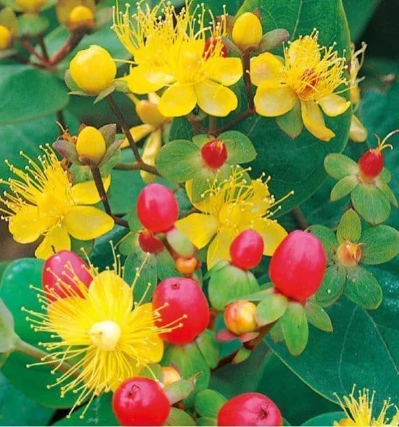 Piros bogyós Orbáncfű „Magical Red Fame” 40-50cm „Hypericum inodorum”