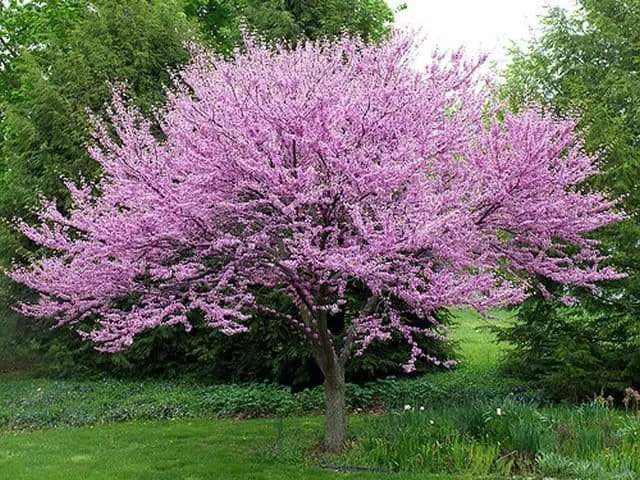 Júdásfa 150cm „Cercis siliquastrum”