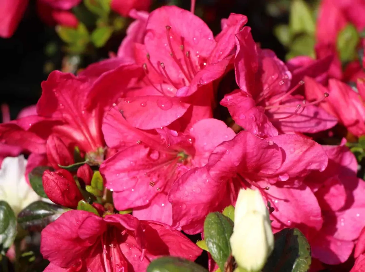 Azálea „Purpurkissen” Kárminpiros 30-40cm „Azalea Japonica”
