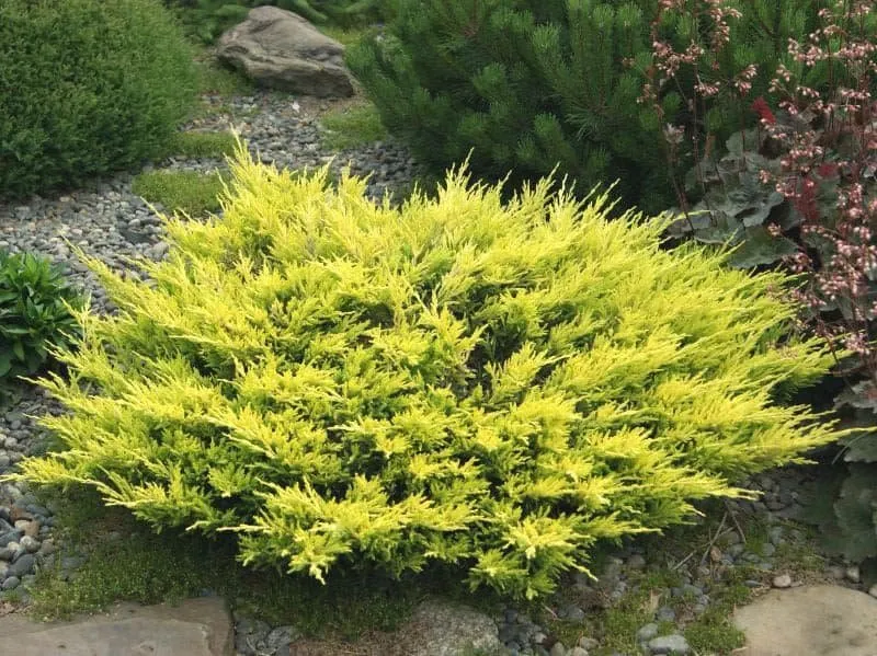 Talajtakaró Boróka ARANY 30cm „Juniperus Horizontalis Limeglow”
