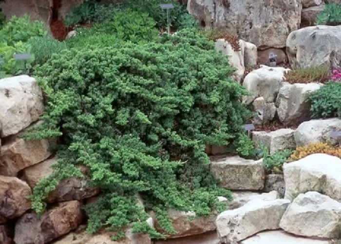 Törpe Kúszó Boróka ZÖLD 30cm „Juniperus Procumbens Nana”