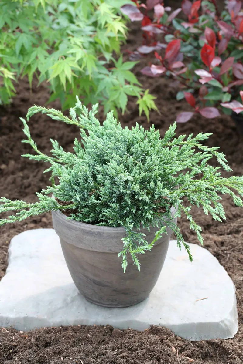 Törpe Boróka KÉK 30cm „Juniperus Squamata Blue Carpet”