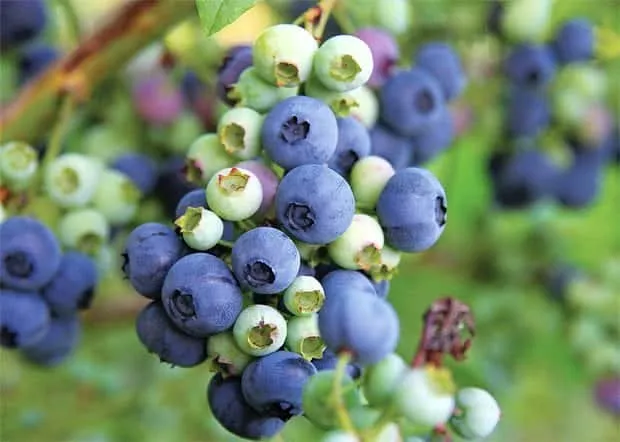 Kék áfonya „Hortblue Petite” 15cm „Vaccinium Corymbosum”