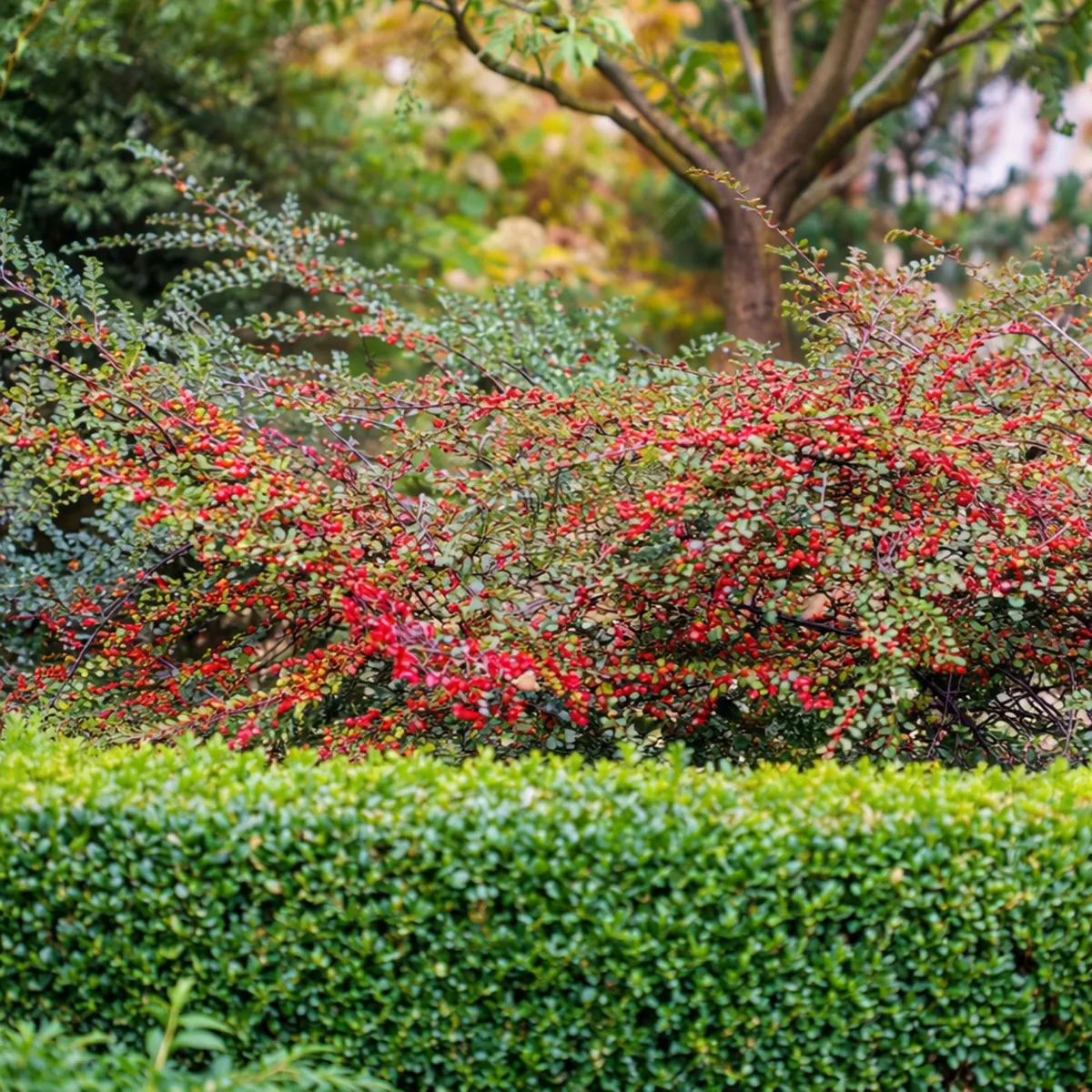 Kerti madárbirs 20-30cm „Cotoneaster horizontalis”