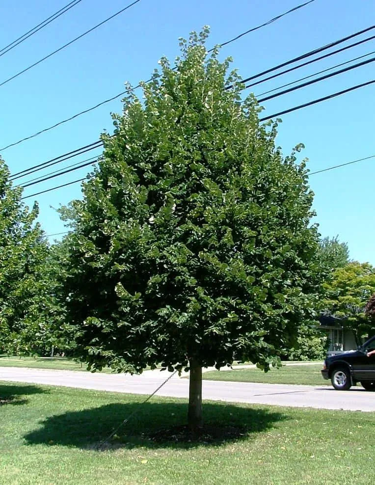 Kislevelű Hársfa 300cm „Tilia cordata” (Gyökércsomagolt)