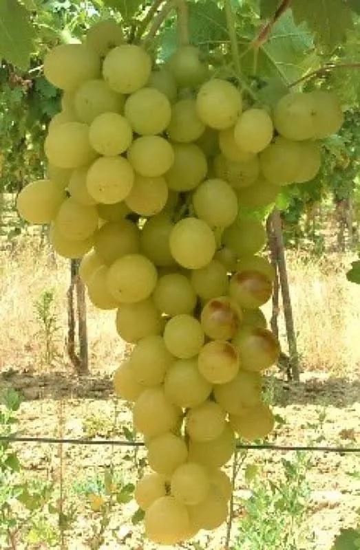 Csemegeszőlő „Kozma Pálné muskotály” 30-50cm