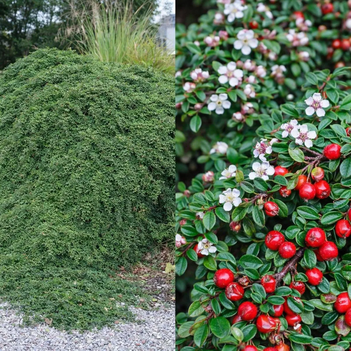 Kúszó Madárbirs 20 cm „Cotoneaster dammeri Skogholm”