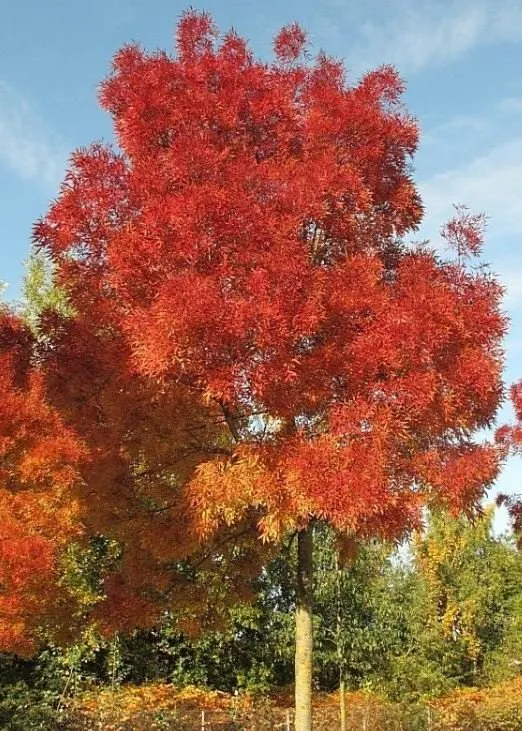 Keskeny levelű Magyar Kőris „Raywood” 150 cm”Fraxinus angustifolia”