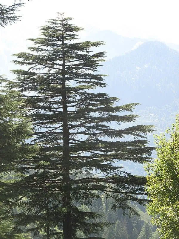 Mocsári Ciprus 250 cm „Taxodium distichum”