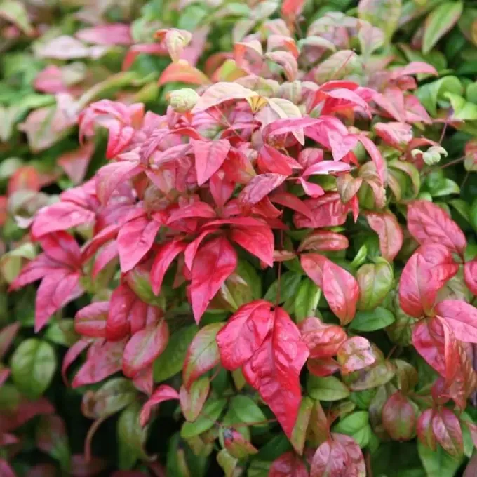 Japán Szentfa 30cm „Nandina domestica Firepower”
