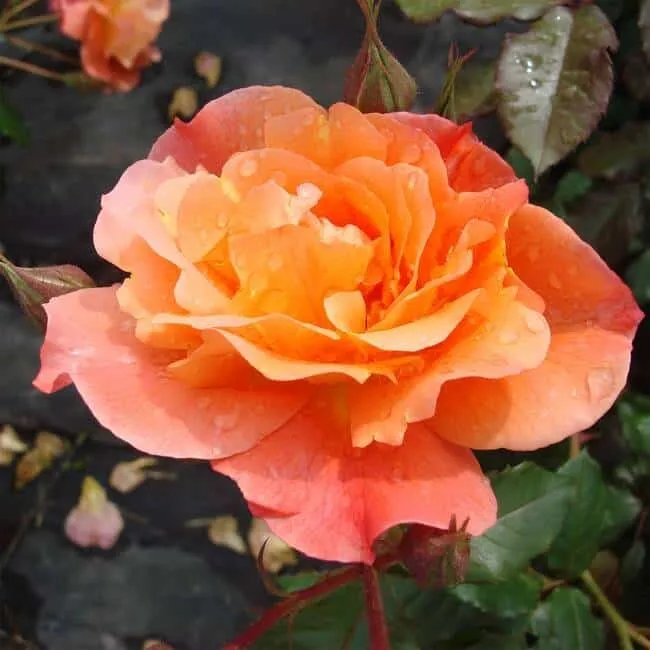 Futórózsa „Orange” 30cm Narancssárga