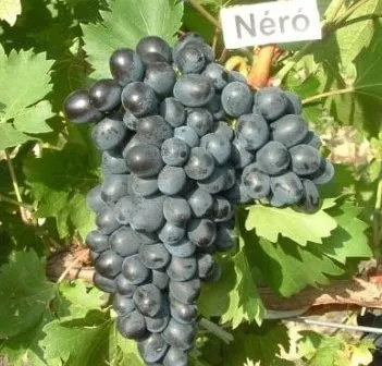 Csemegeszőlő „Néró R” 30-50cm