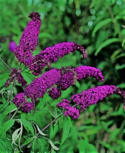 Nyári Orgona „Royal Purple” LILA 30-40cm „Buddleia davidii”