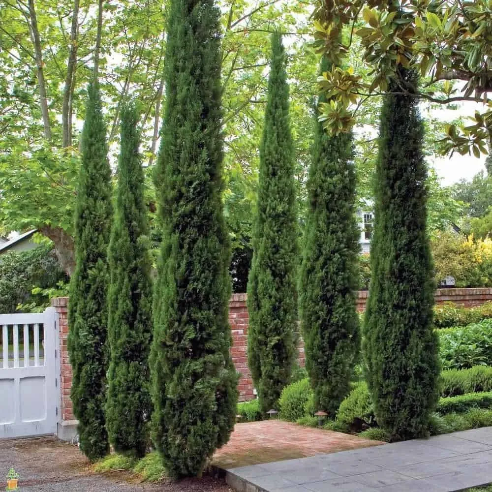 Olasz Ciprus 100cm „Cupressus sempervirens Pyramidalis”