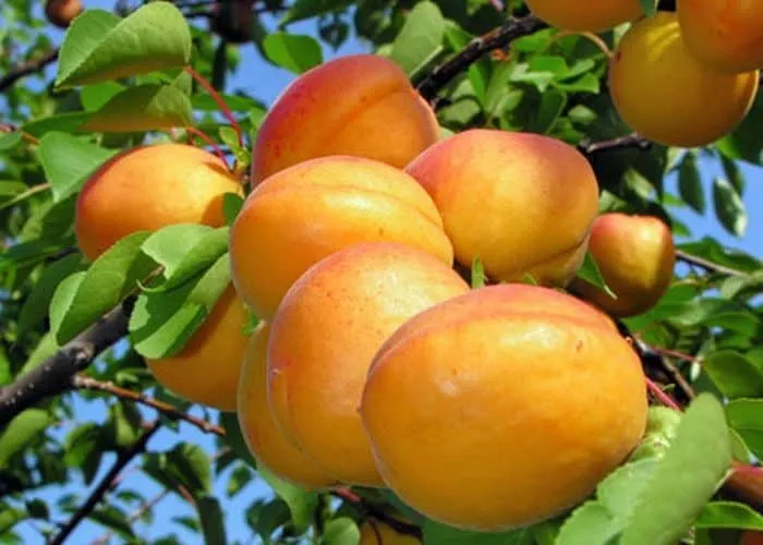 Kajszibarack „Pannónia” 100cm (Konténeres)