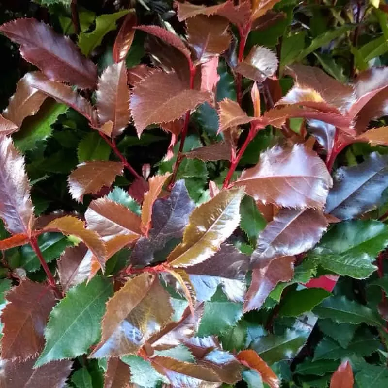 Korallberkenye „Magical Vulcano” 30-50cm „Photinia fraseri”
