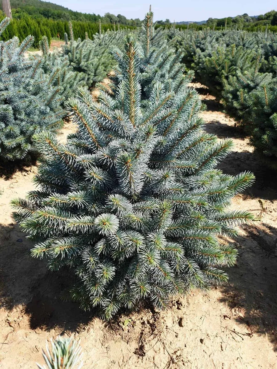 Ezüstfenyő „Super Blue” 30cm „Picea Pungens”