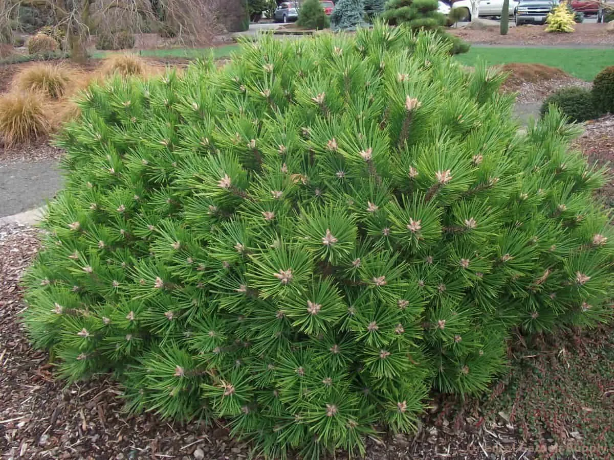 Japán Erdeifenyő „Low Glow” 30cm „Pinus Densiflora”