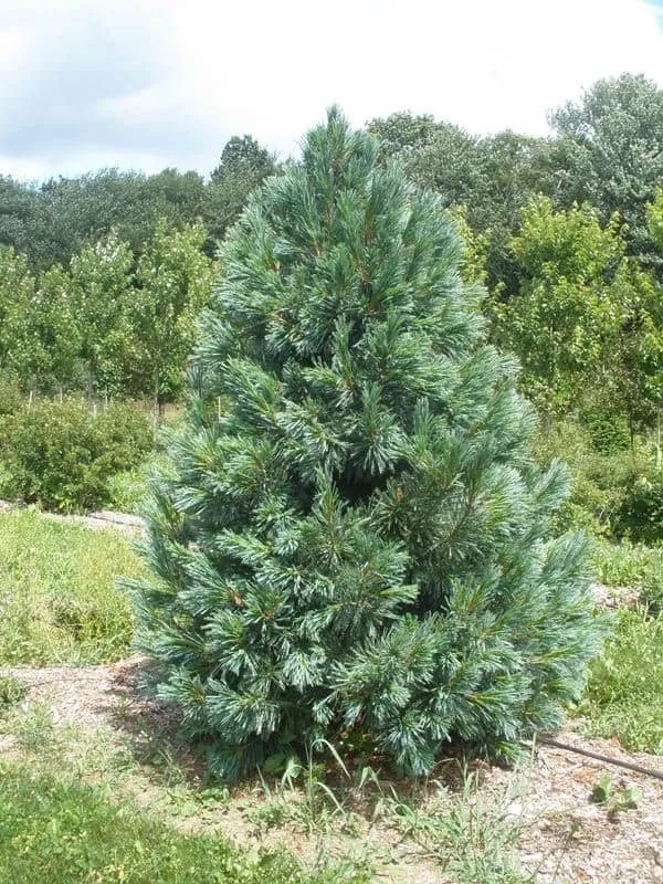 Nevadai Cirbolyafenyő 30cm „Pinus Flexilis Vanderwolf’s”