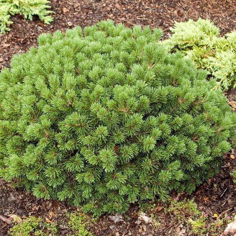 Havasi törpefenyő 20 cm „Pinus mugo Mops”