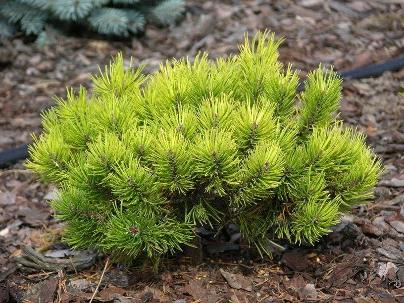 Havasi Törpefenyő Arany 20cm „Pinus mugo Ophir”