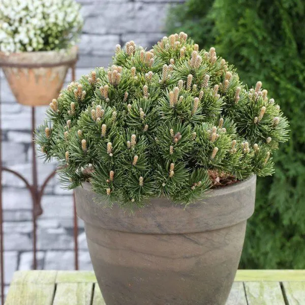 Havasi törpefenyő 20 cm „Pinus mugo Picobello”