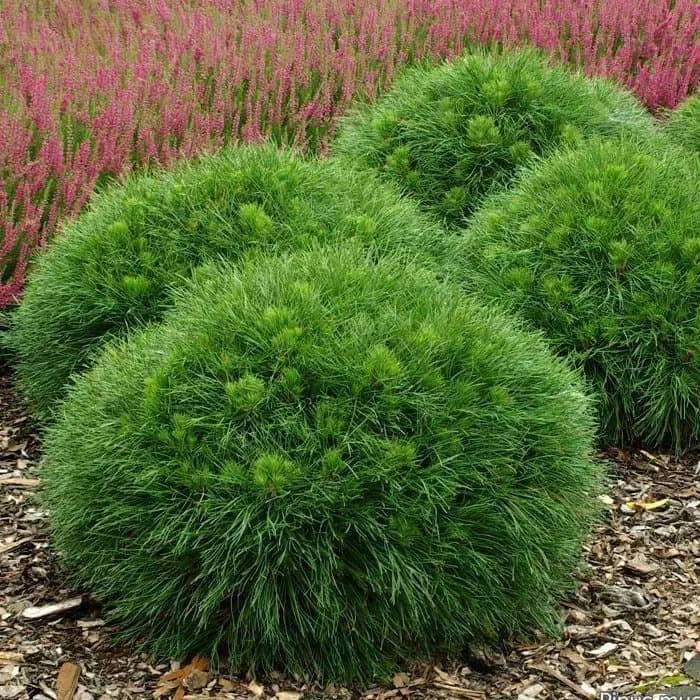 Havasi Törpefenyő 20cm „Pinus mugo Varella” Tűpamacsos