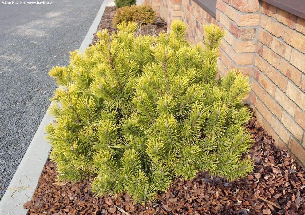Havasi Törpefenyő Arany 20cm „Pinus mugo Winter Gold”