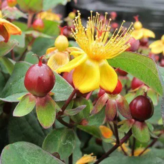 Bordó bogyós Orbáncfű „Magical Universe” 40-50cm „Hypericum inodorum”