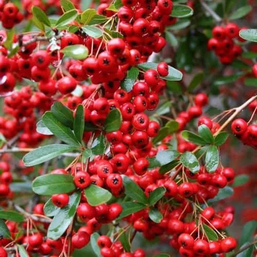 Tűztövis PIROS „Mohave” 30-40cm „Pyracantha coccinea”