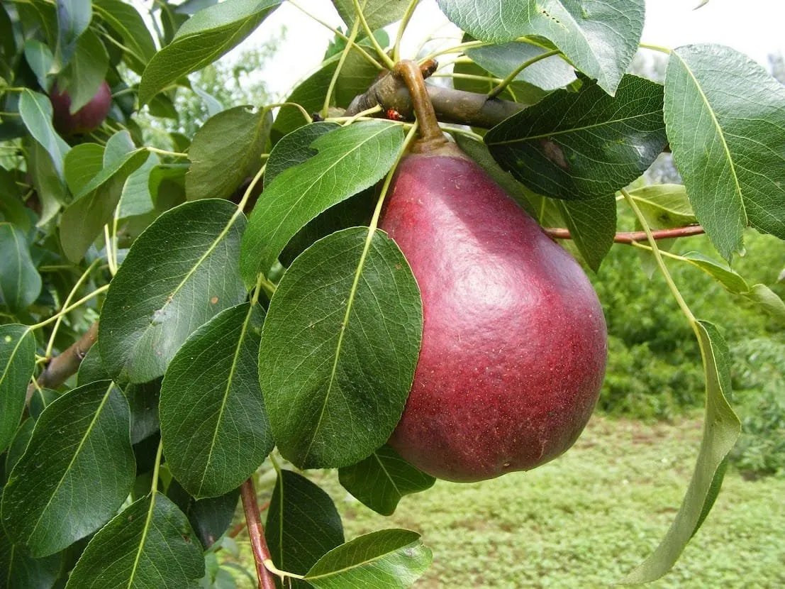 Körte „Piros Clapp” 150cm (Szabadgyökeres)
