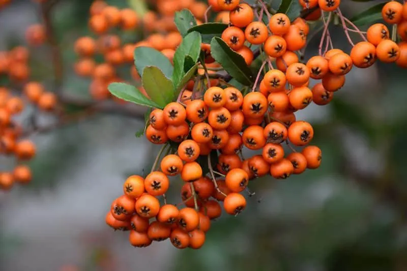 Tűztövis „Orange Glow” Narancssárga  30cm „Pyracantha coccinea”