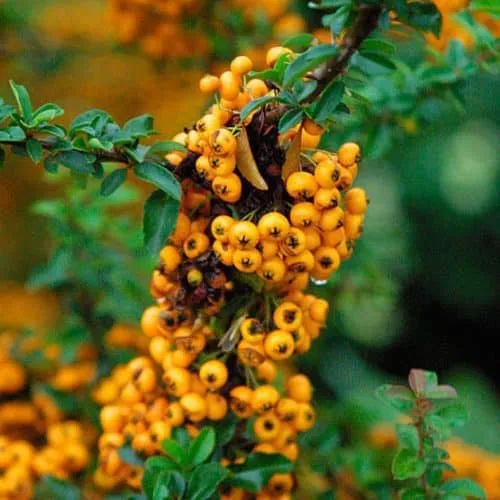 Tűztövis SÁRGA „Golden charmer” 30-40cm „Pyracantha coccinea”