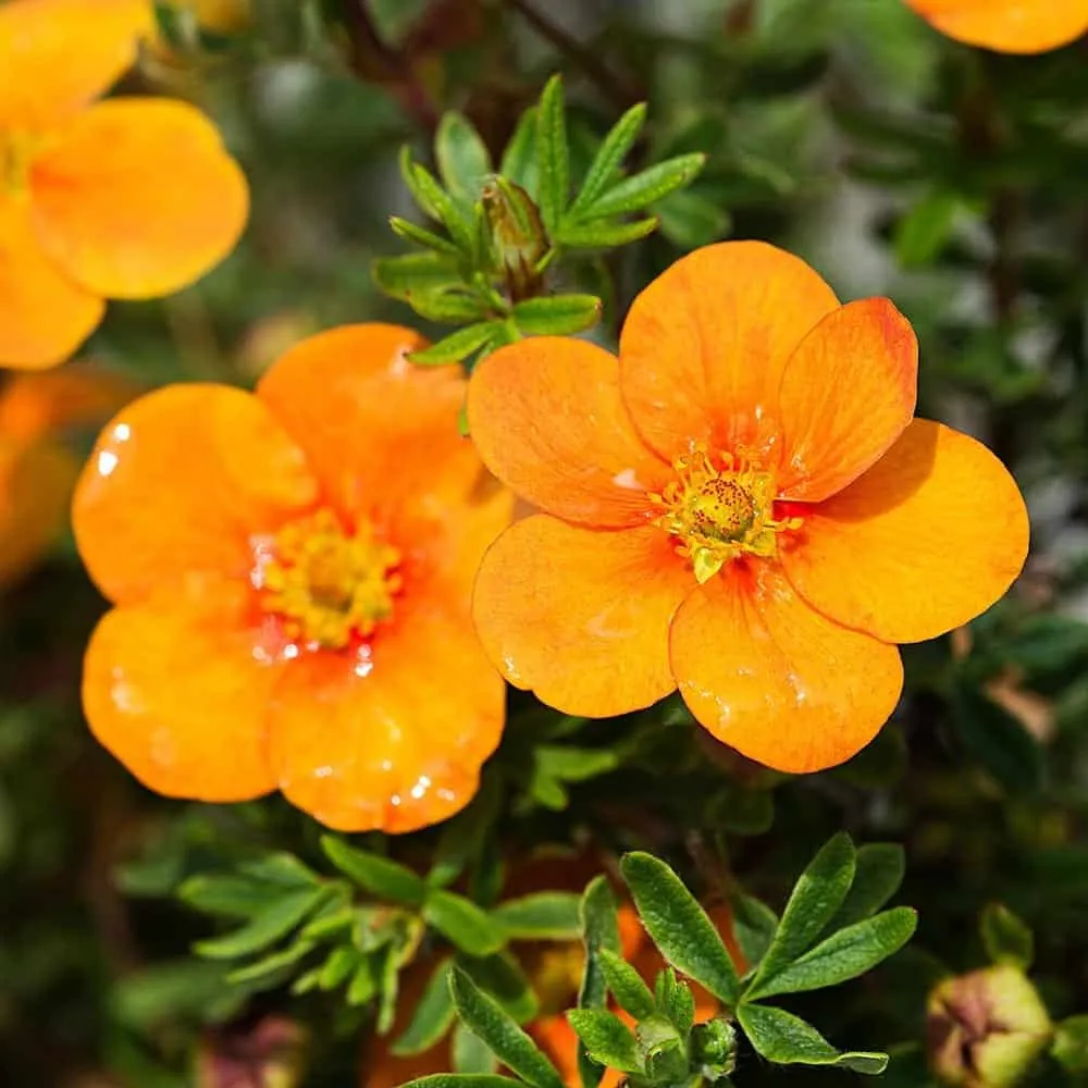 Cserjés Pimpó „Tangerine” Narancssárga 20-30cm „Potentilla fruticosa Tangerine”