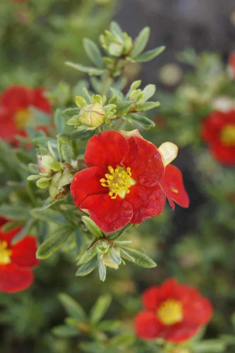Cserjés Pimpó „Red Lady” Piros 20-30cm „Potentilla fruticosa”