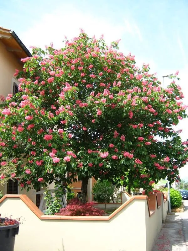 Piros virágú vadgesztenye „Briotti” 150cm „Aesculus carnea”