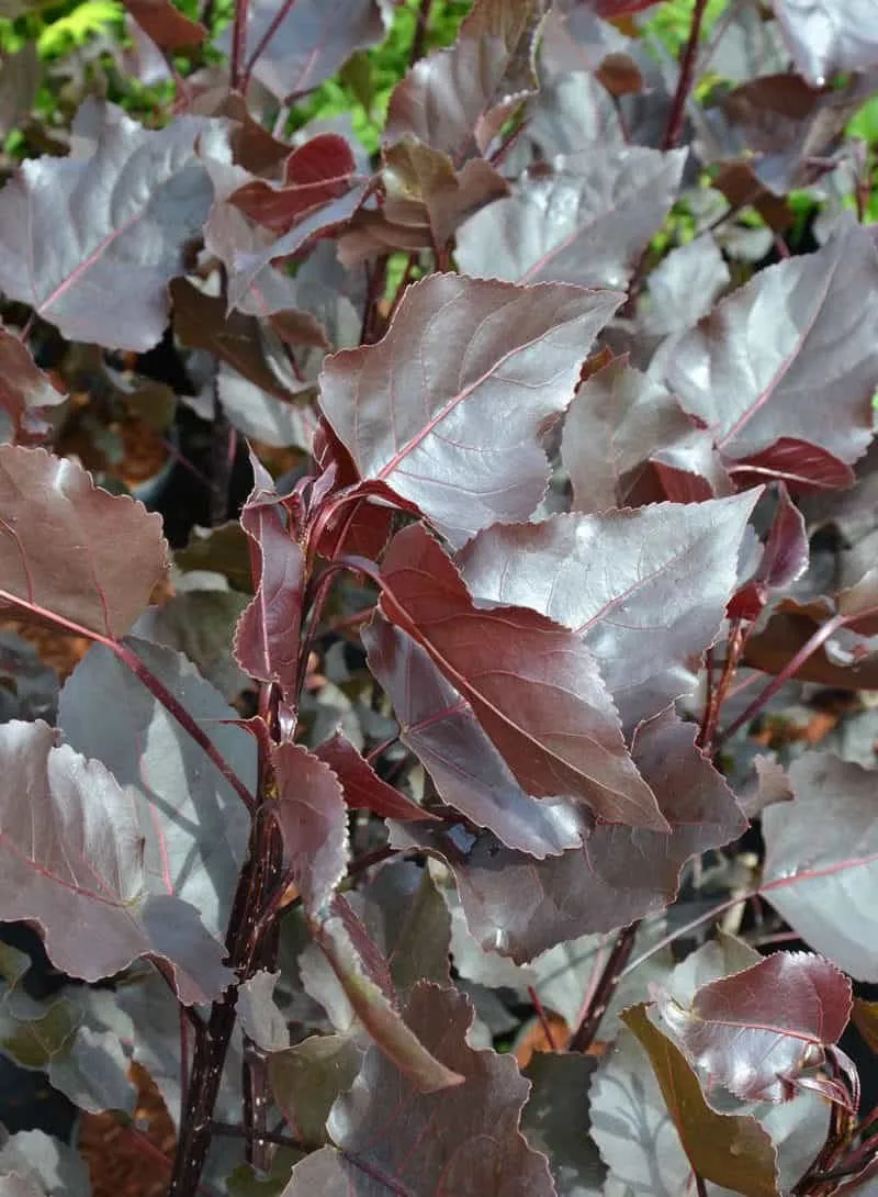 Bordó levelű nyárfa „Purple Tower” 100cm „Populus deltoides”
