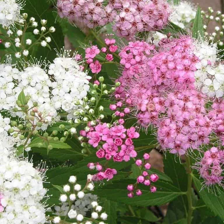 Gyöngyvessző „Shirobana” Fehér-Rózsaszín 30-40cm „Spiraea japonica”