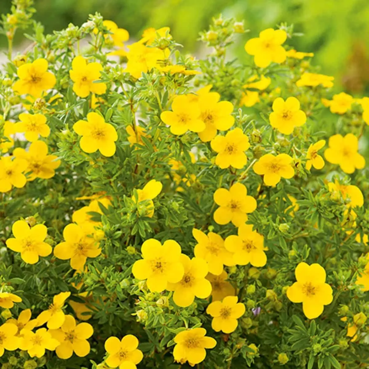 Cserjés Pimpó „Gold Finger” Sárga 20-30cm „Potentilla fruticosa”