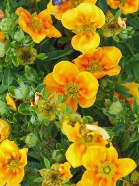 Cserjés Pimpó „Mango Tango” Halvány narancssárga 20-30cm „Potentilla fruticosa”
